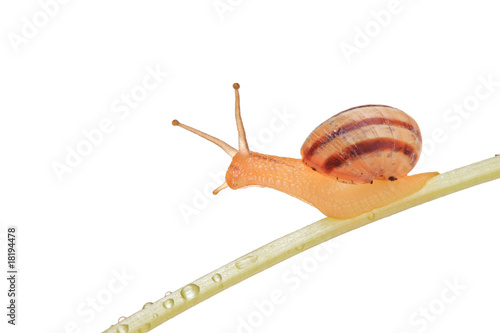 Snail walking on a leaf isolated against white background