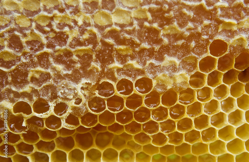 Sweet honey in the honeycombs.