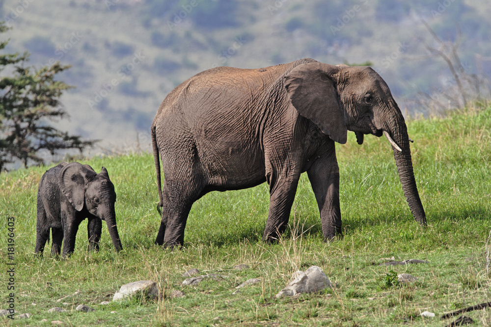 African elephant with young the Serengeti NP in Tanzania.