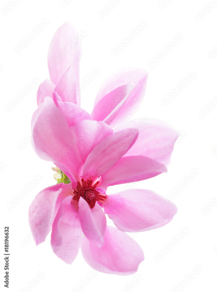 Fototapeta premium Magnolia