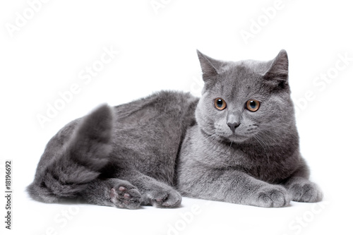 Young gray cat. isolated on the white background