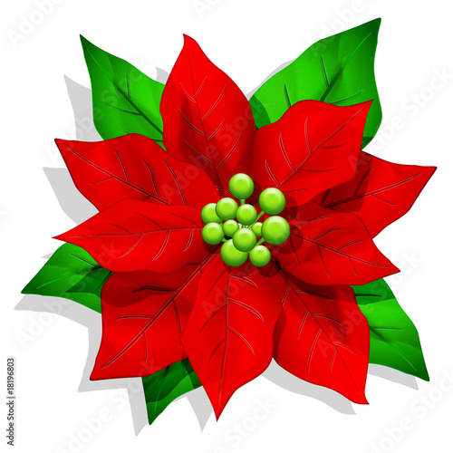 Stella di Natale-Christmas Poinsettia-Fleur Noël photo