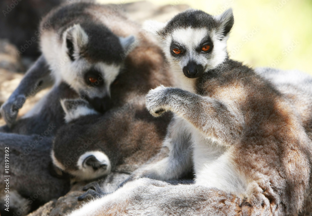 Obraz premium lemur monkeys