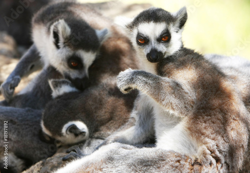 lemur monkeys