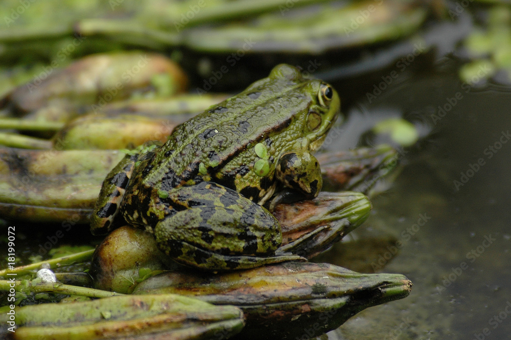 Fototapeta premium Frosch am Teich