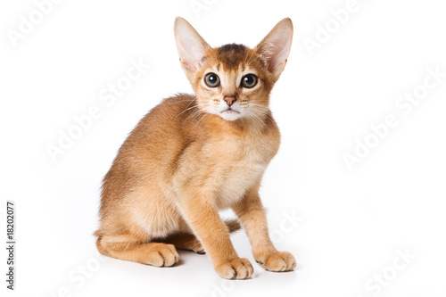 Abyssinian kitten on white background