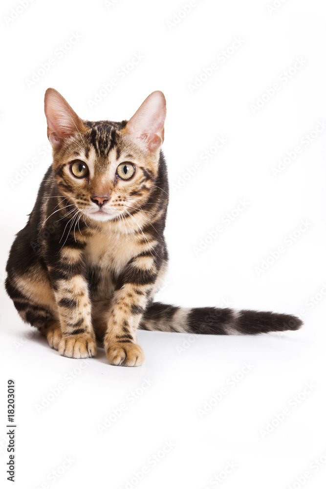 Bengal kitten on white background Bengal kitten on white background
