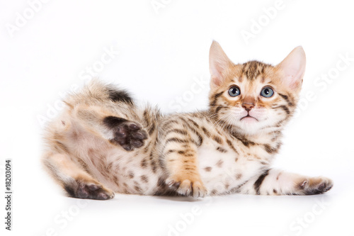 Bengal kitten on white background