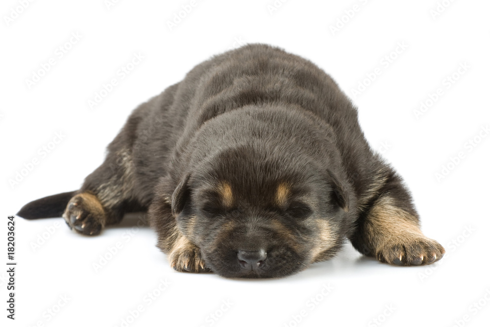 Obraz premium newborn puppy