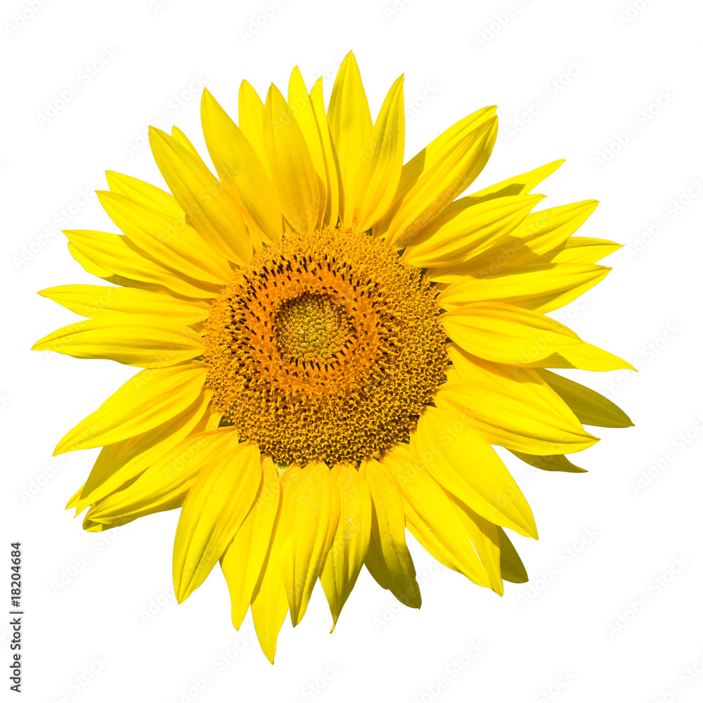 Naklejka premium Sunflower isolated with clipping path