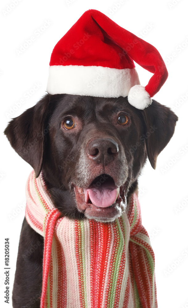 Santa Labrador Santa Labrador