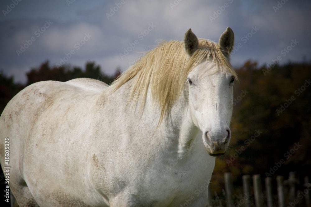 white horse3