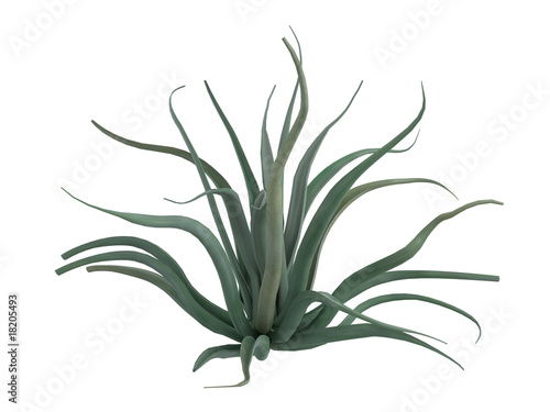 Rendered 3d isolated octopus agave (Agave vilmoriniana)