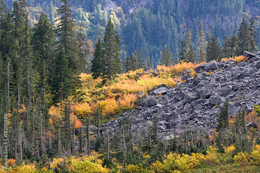 Fototapeta premium Alpine Forest