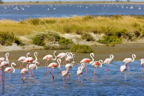 flamingos, Parc Regional de Camargue, Provence, France photo