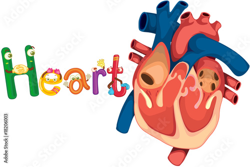 heart