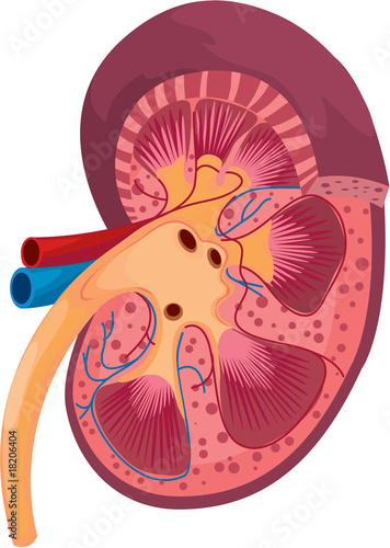 kidney