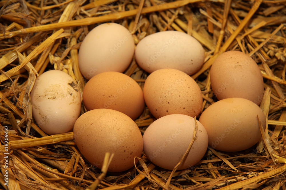 9 Huhn Eier im Nest