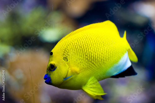 an exotic fish swimming