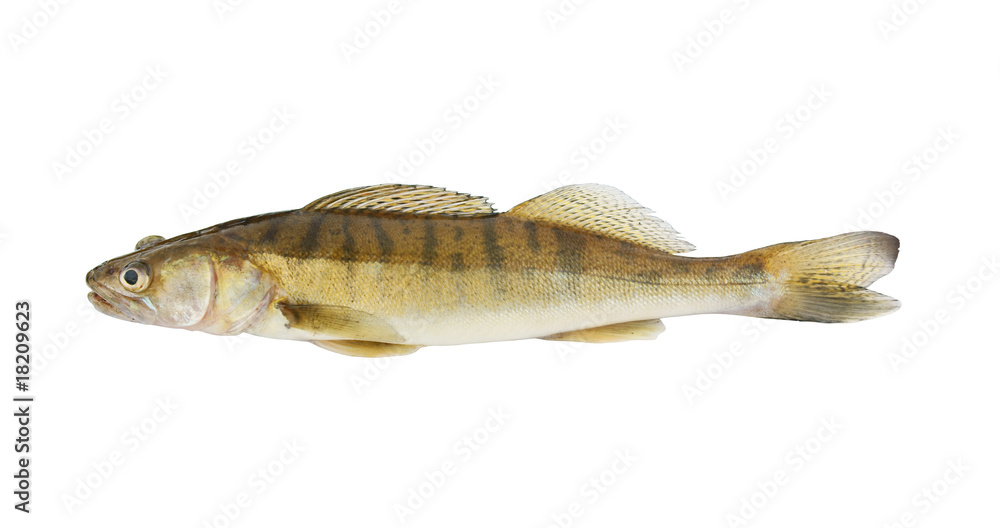 Zander or pikeperch isolated on white background Zander or pikeperch isolated on white background