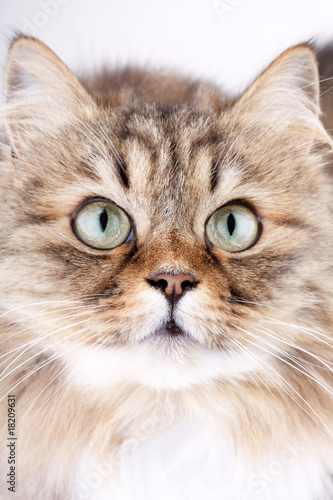 Close-up portrait of Siberian cat.