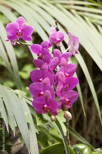 Orchideen photo