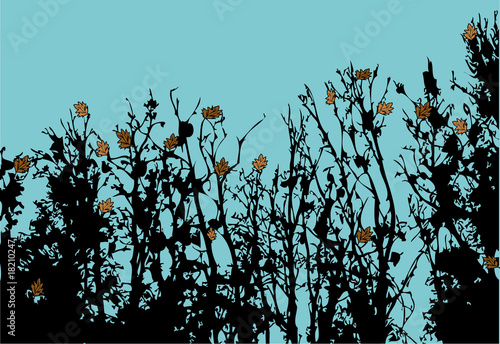 Late autumn trees silhouettes