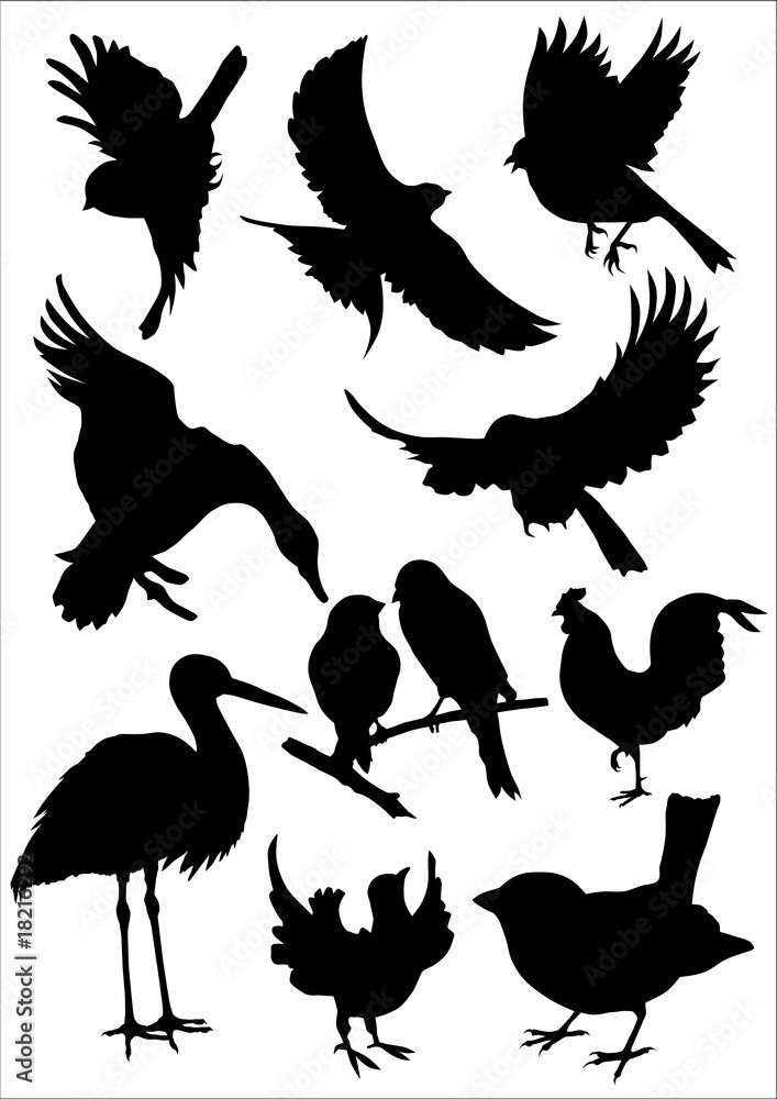 Obraz premium Vogel Silhouetten