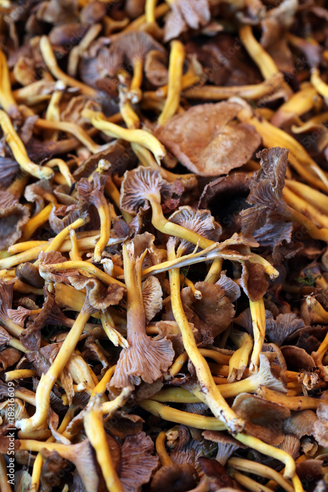 CHANTERELLE (champignon) - - - Marché - 21 mopix CHANTERELLE (champignon) - - - Marché - 21 mopix