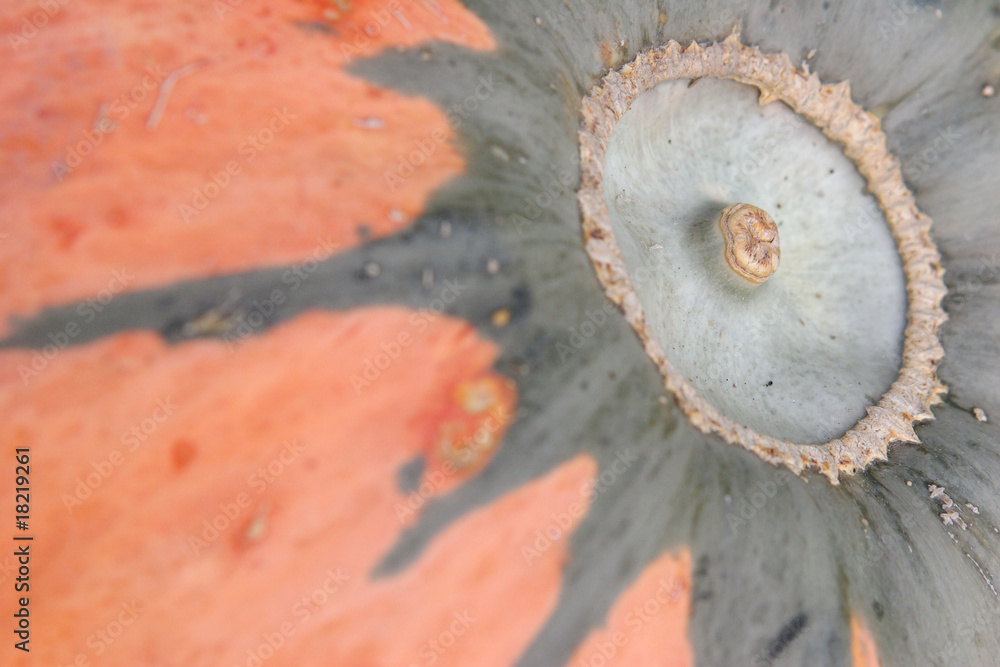 © david delecourt - courges