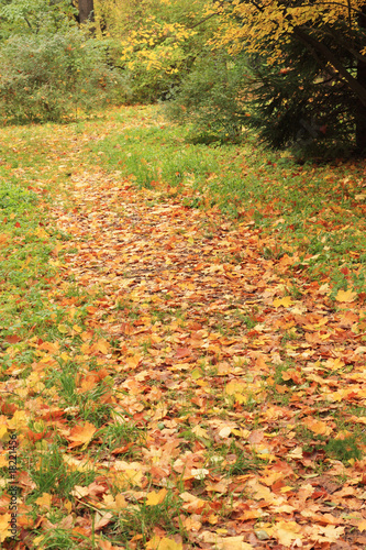 Path in autumnal park strewed with fallen leaves