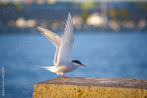 River Tern photo