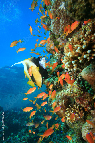 Red Sea Bannerfish and Lyretail Anthias on a coral reef #18224804
