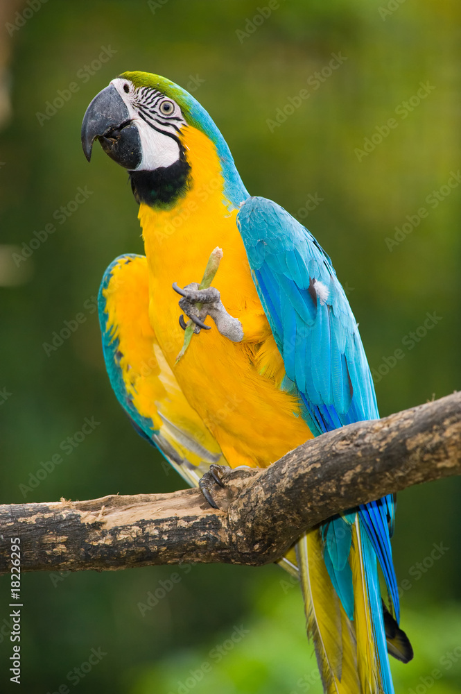 Blue-and-yellow Macaw in deep vegetation - Ara ararauna...