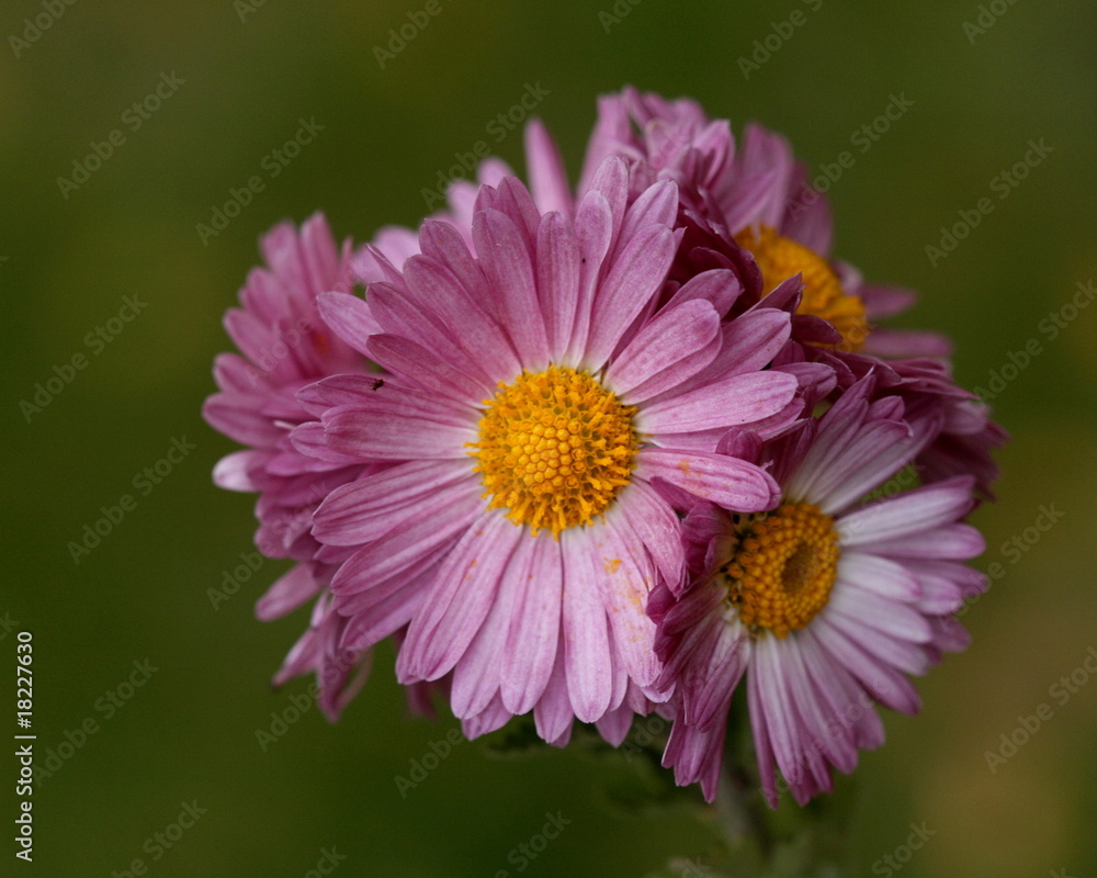 Fototapeta premium bunch of flowers