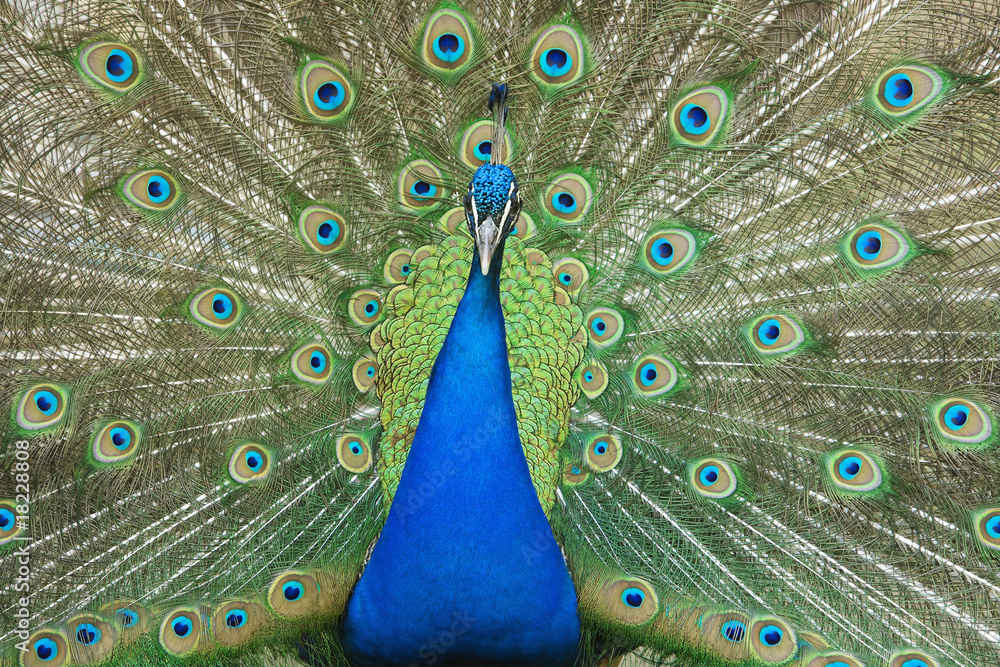 Obraz premium male peacock with tail feathers spread