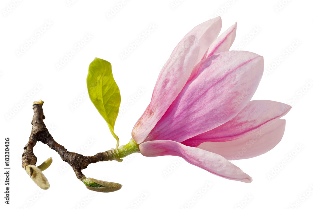 Fototapeta premium Single Magnolia