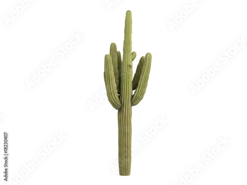 Saguaro_(Carnegiea_gigantea)