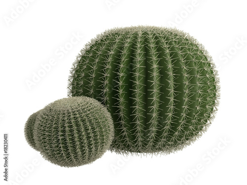 Golden_barrel_cactus_(Echinocactus_grusonii)