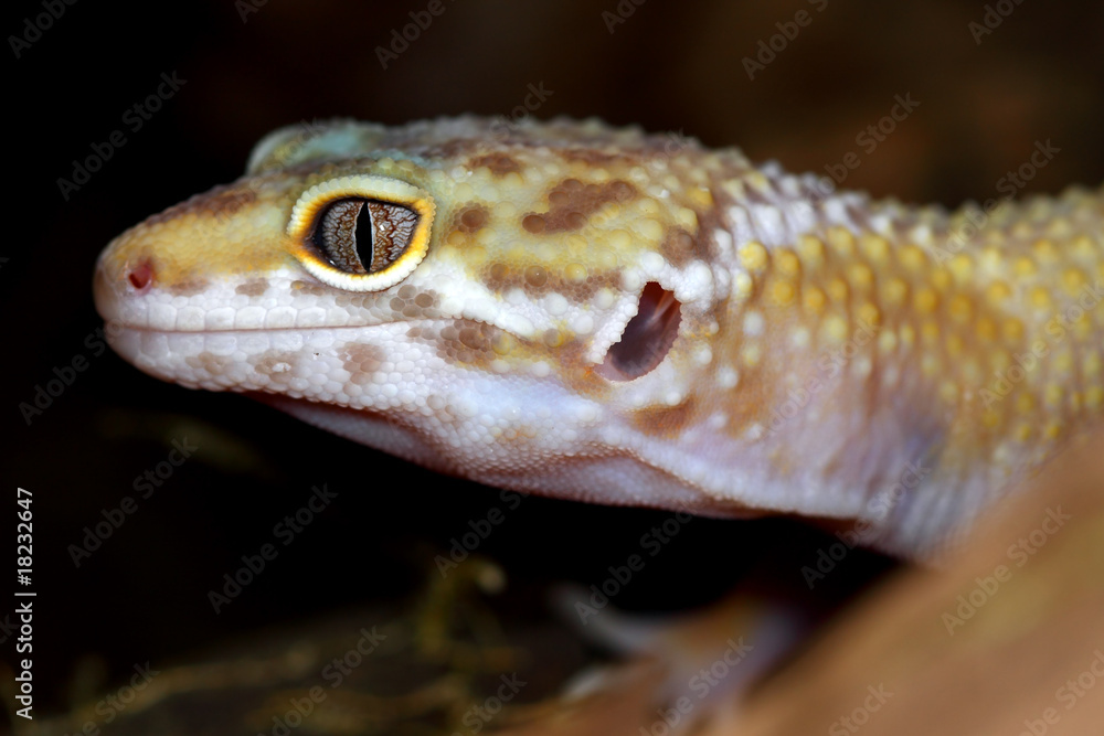 eublepharis macularius eublepharis macularius