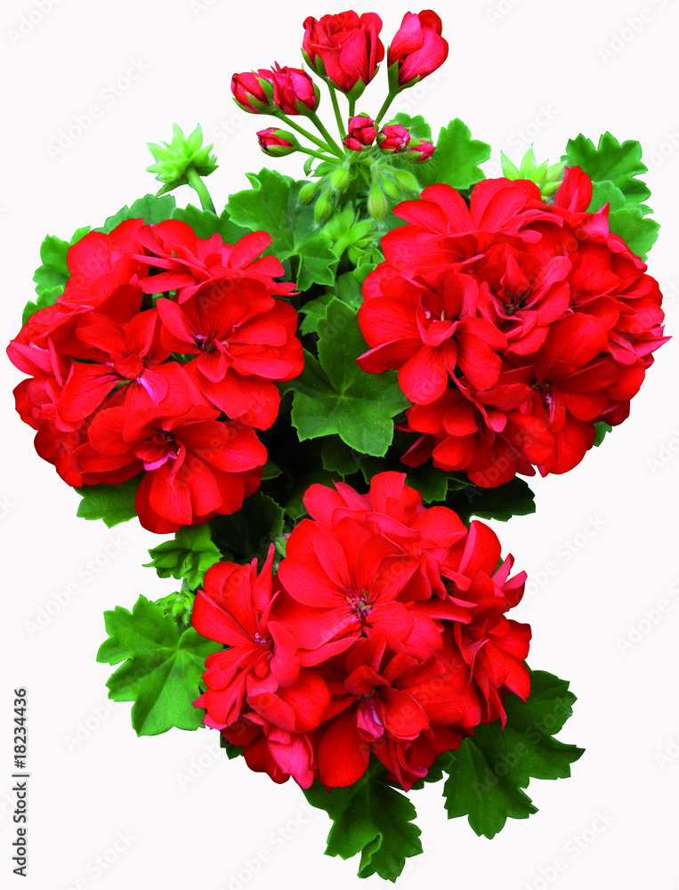geranium lierre double rouge Stock Photo | Adobe Stock