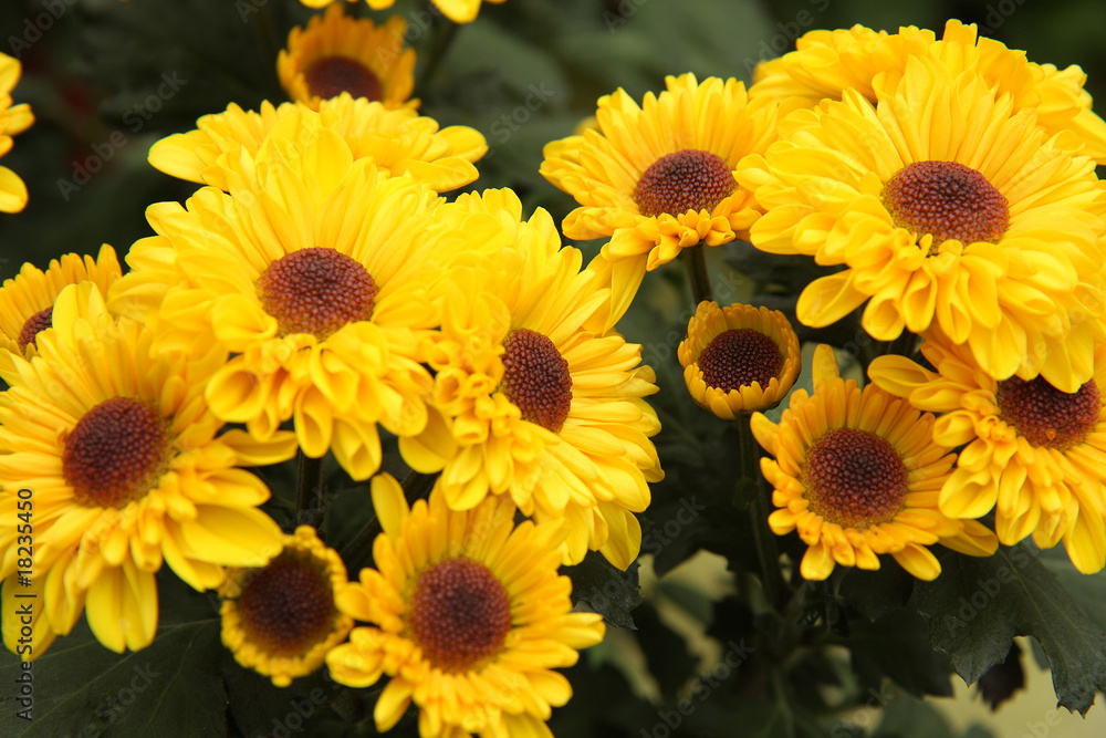 Yellow Chrysanthemums Yellow Chrysanthemums
