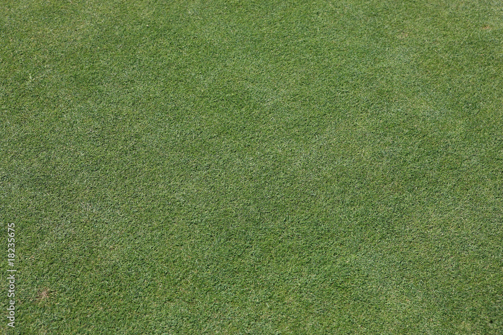 Fototapeta premium Sportrasen