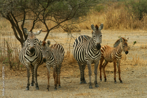 Famiglia di zebre