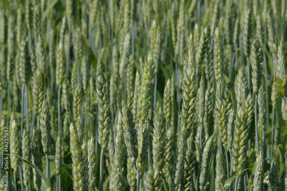 Wheat growing in field, Slavonia, Croatia Wheat growing in field, Slavonia, Croatia
