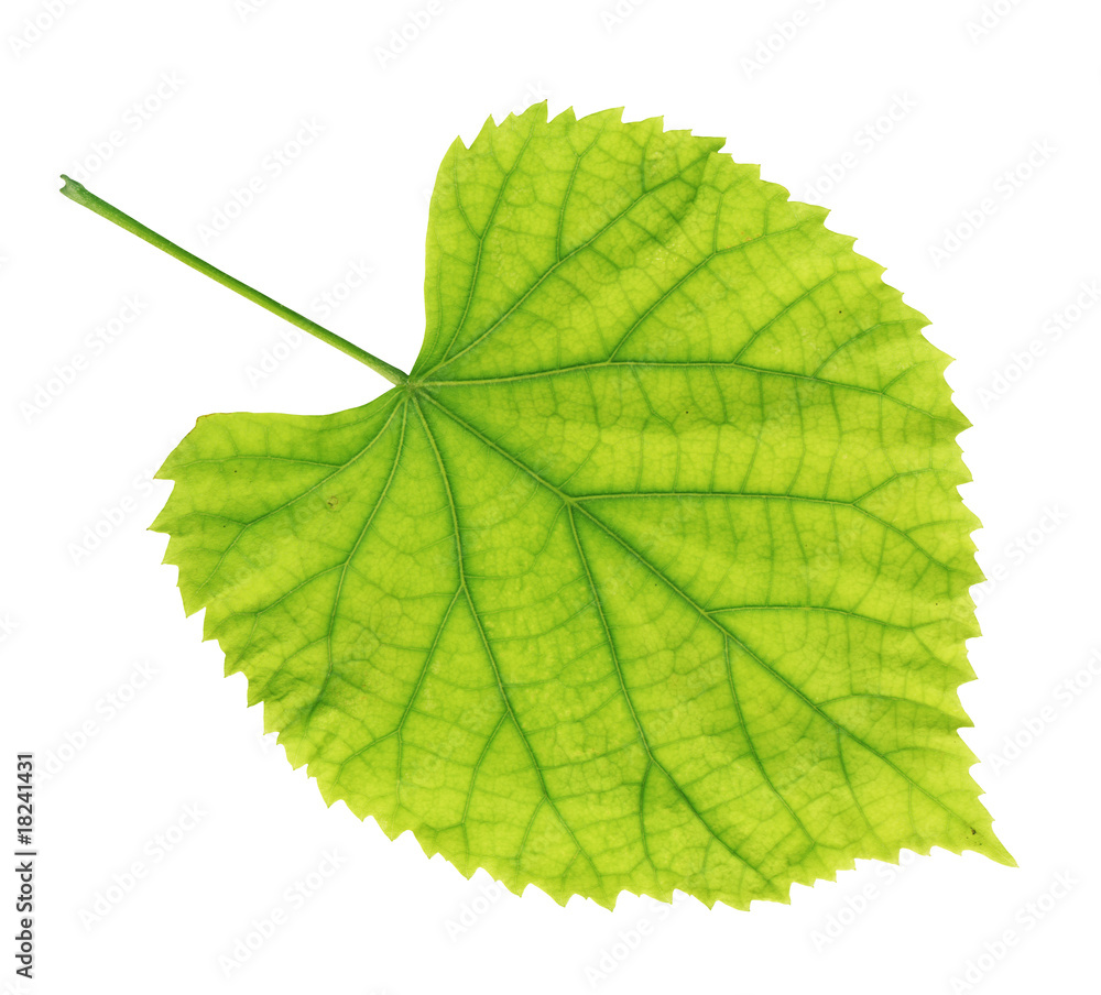 HIGH RESOLUTION green summer leaf manually isolated HIGH RESOLUTION green summer leaf manually isolated