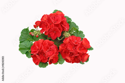 geranium rouge