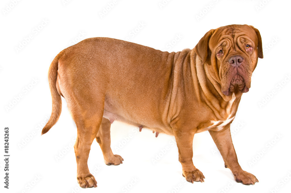 Large Dog Standing Large Dog Standing