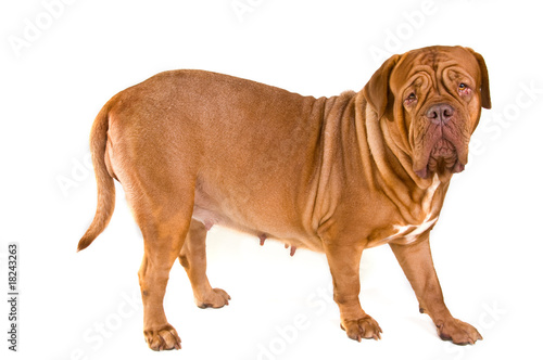 Large Dog Standing