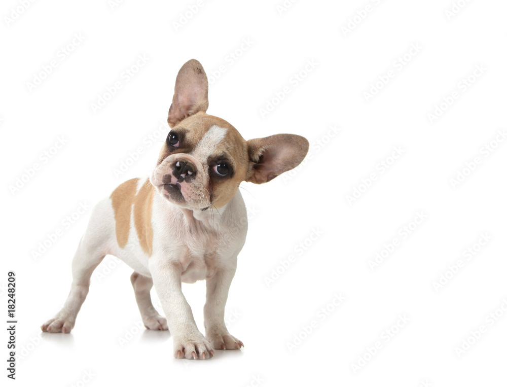 Curious Puppy Dog With Copy Space Curious Puppy Dog With Copy Space